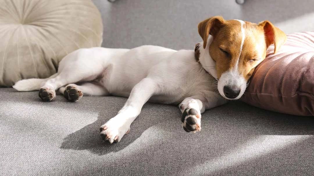 Why Do Dogs Like Sleeping Between Your Legs